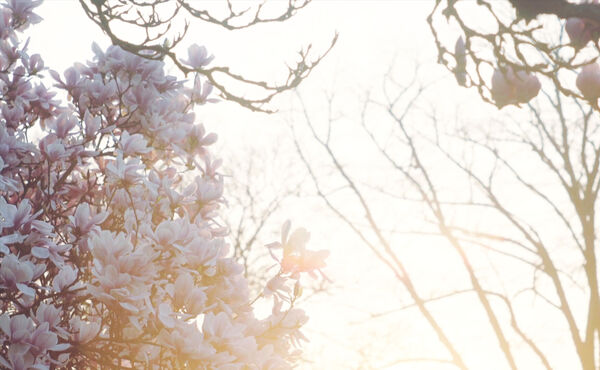 ภาพขนาดย่อ